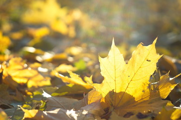 Beautiful autumn background for web design. Wallpaper. Nature.