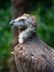 European Black Vulture (Cinereous Vulture) 