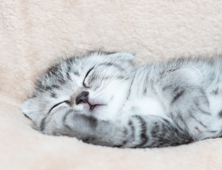 Close up kitten sleeping on the bed at home