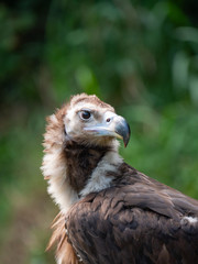European Black Vulture (Cinereous Vulture) 