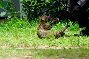 baby leopard at wild life breeding station.