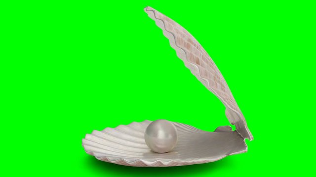 Rotated pearl inside sea shell isolated on a green background. Jewelry pearl beads. Brilliant oyster pearl ball for luxury accessories. Brilliant sea pearl. Looping 3D 4K animation