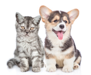 Fototapeta na wymiar Welsh corgi puppy with open mouth sits with tabby kitten and looking at camera. isolated on white background