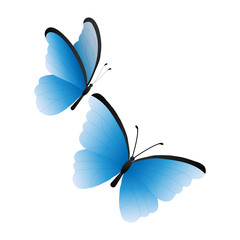 Two blue flying butterflies on a white background