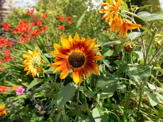 Fototapeta premium gardens and estate packwood house warwickshire england uk