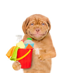 Cleaning concept. Dog holds bucket with washing fluids and rags in paw. isolated on white background