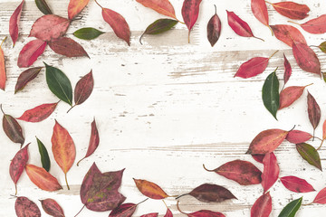 Fototapeta premium autumn fall flat lay, top view arrangement, colourful autumn leaves on white background, flat lay, top view, copy space