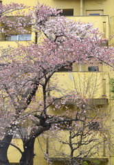 Cherry blossom (hanami) in Kyoto, Japan