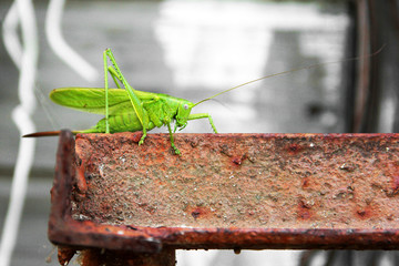 Locust close up. Great Green Locust