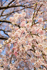 Cherry blossom (hanami) in Kyoto, Japan