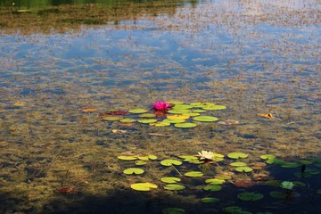 water lily blossom on lake