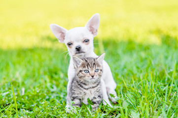 White chihuahua puppy hugging kitten on green summer grass