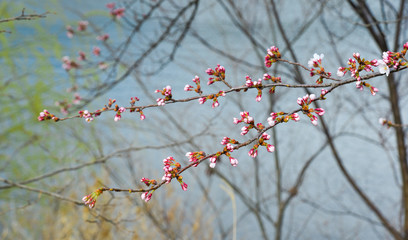 Cherry blossom (hanami) in Kyoto, Japan