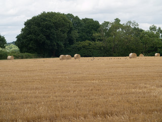 gardens and estate packwood house warwickshire england uk