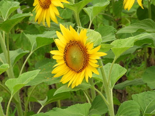 Obraz premium ひまわり