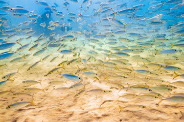 Fototapeta na wymiar School of fish swimming over sand in clear blue water