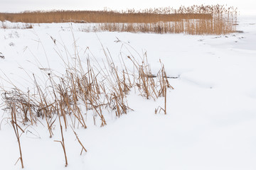 Winter landscape with dry coastal reed