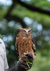 Buffy Fish Owl (Bubo ketupu)
