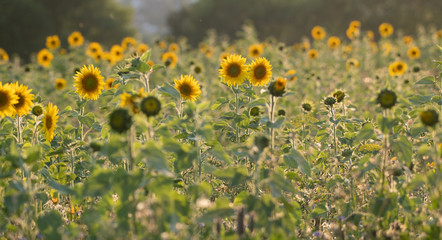 Obraz premium Blühende Sonnenblumen