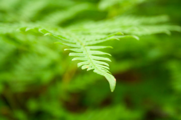 Beautiful fern leaves foliage natural floral background. Perfect fern pattern. Beautiful background of young green fern leaves. MAcro shot