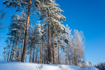 Winter landscape with tall pine trees