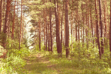 Summer green beautiful forest landscape with road throught in. Beautiful green sunny morning in the woods. Warm toned