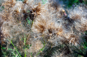 Pooh dandelion. One of the varieties of this plant.