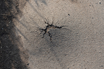A crack in the asphalt from the plant