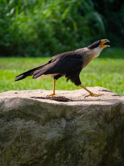 The Southern Crested Caracara (Caracara plancus),