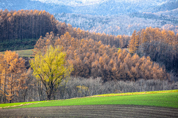 秋の北海道　美瑛