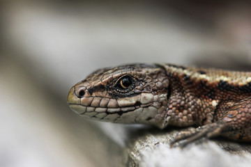 Lizard viviparous in the Moscow region in the summer is heated by the sun looks into the frame