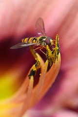 Daylily flower and Hoverfly outdoors in nature.