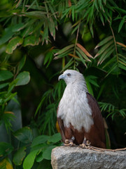 Brahminy Kite (Red backed Sea Eagle)