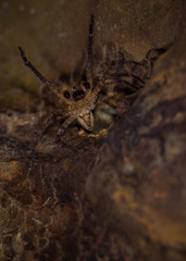 Tegenaria domestica in defensive posture