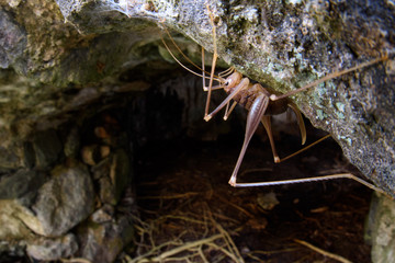 cave cricket (Dolichopoda linderi) in cave