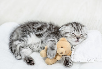 Tabby baby kitten sleeping with toy bear on pillow at home