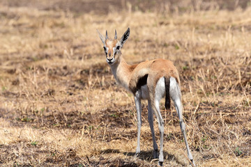 Junges - Impala - Ngorongoro Conservation Area