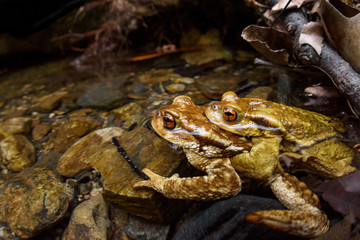 two common toads in reproduction
