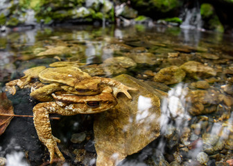 two common toads in reproduction