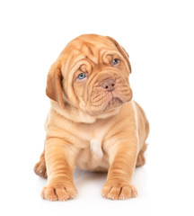 Portrait of a Bordeaux puppy sitting in front view and looking at camera. isolated on white background