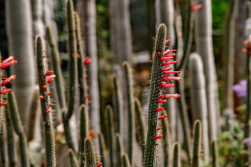 Beautiful blooming wild desert cactus flower