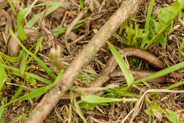 two slow worms in reproduction