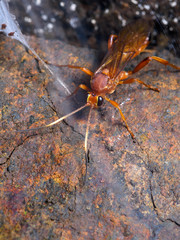 Parasitoid wasp of the ichneumonidae family