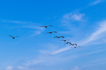 birds in the sky