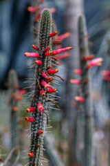 Beautiful blooming wild desert cactus flower