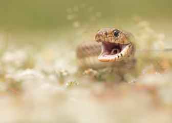 Ladder snake (Zamenis scalaris) with open mouth