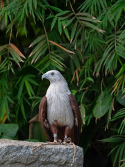 Brahminy Kite (Red backed Sea Eagle)