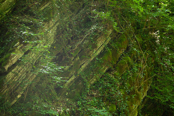 sheer rock covered with moss