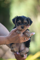 cute Yorkshire Terrier puppy in the hands of a girl