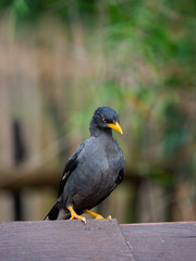 The Javan Myna (Acridotheres javanicus),